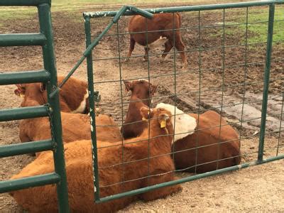 Hope livestock auction report. Things To Know About Hope livestock auction report. 